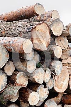 Freshly cut tree pine logs Ãâ°ÃÂ³ÃÂµÃÂ²Ãâ°Ãâ°ÃÂºÃâ¹
